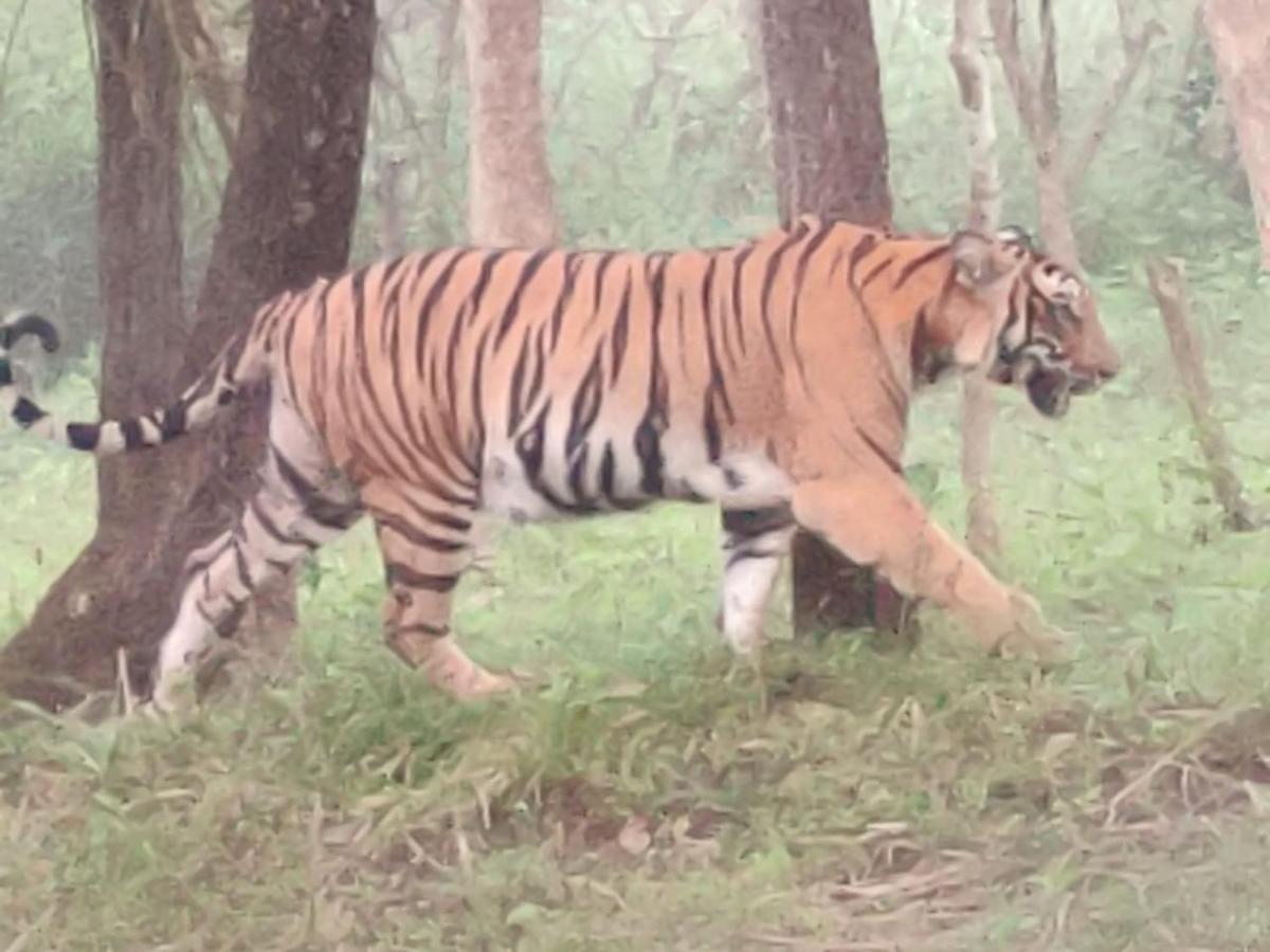 Cosmic Connect Trails Kabini Antharasanthe المظهر الخارجي الصورة